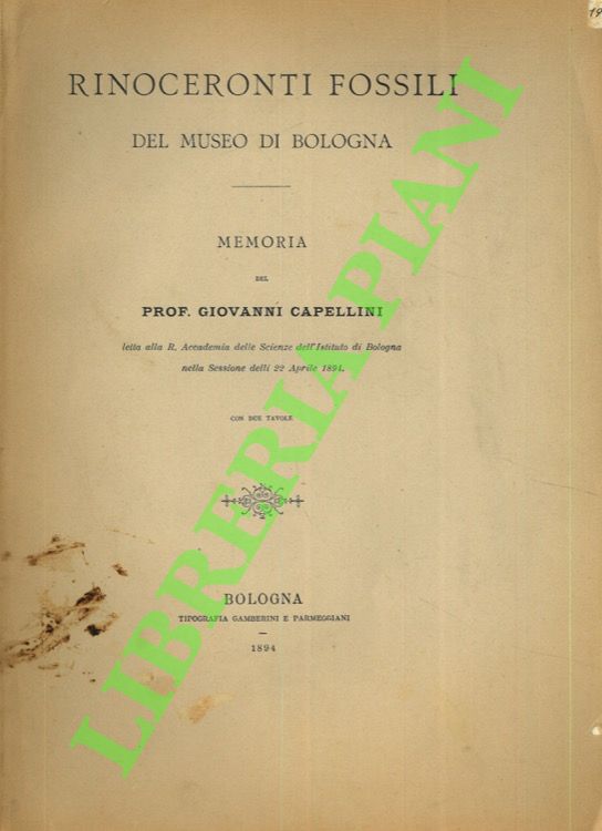 Rinoceronti fossili del Museo di Bologna.