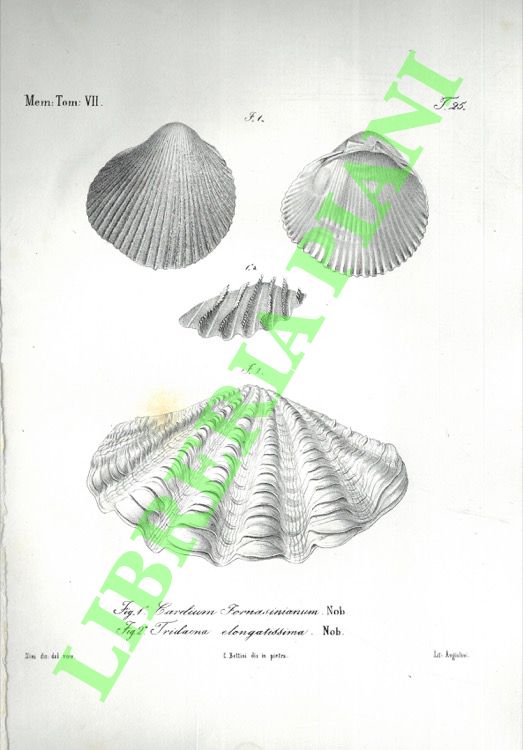 Specimina zoologica mosambicana. Fasciculus IX.