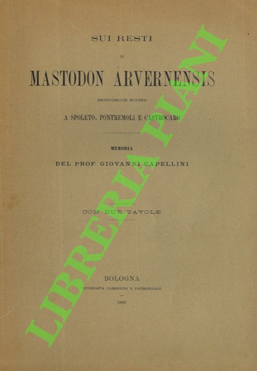 Sui resti di Mastodon arvernensis recentemente scoperti a Spoleto, Pontremoli …