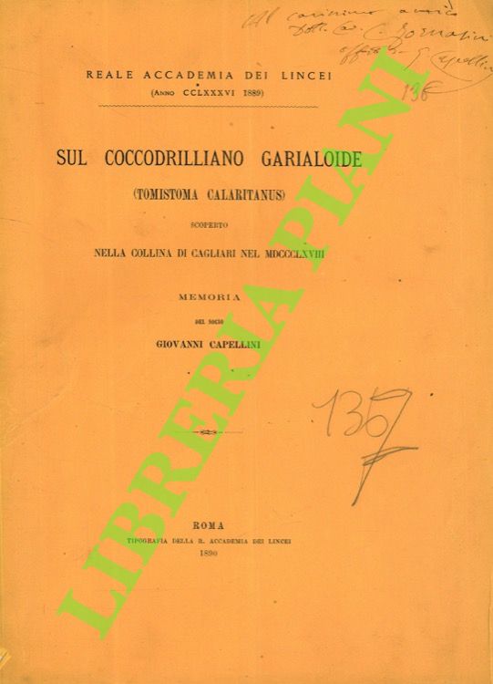 Sul coccodrillo garialoide (Tomistoma calaritanus) scoperto nella collina di Cagliari …