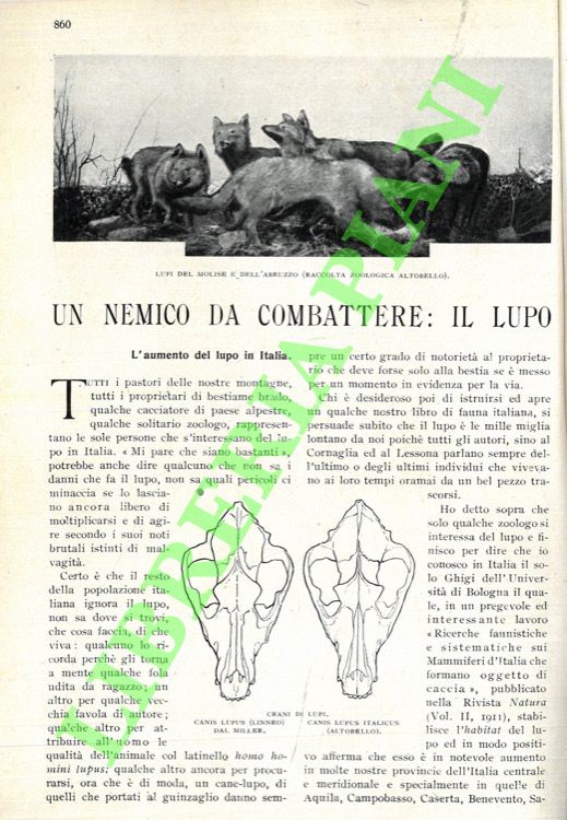 Un nemico da combattere. Il lupo.