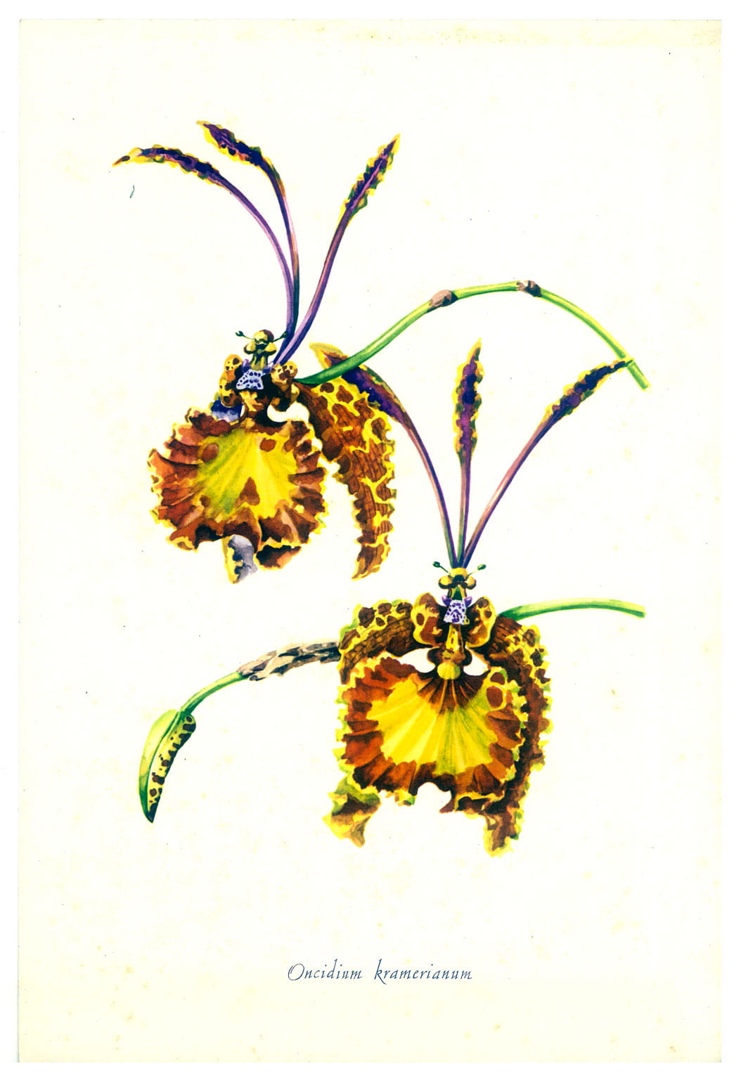 Gravure d'Orchidée, Oncidium Kramerianum. Deux détails de fleur.