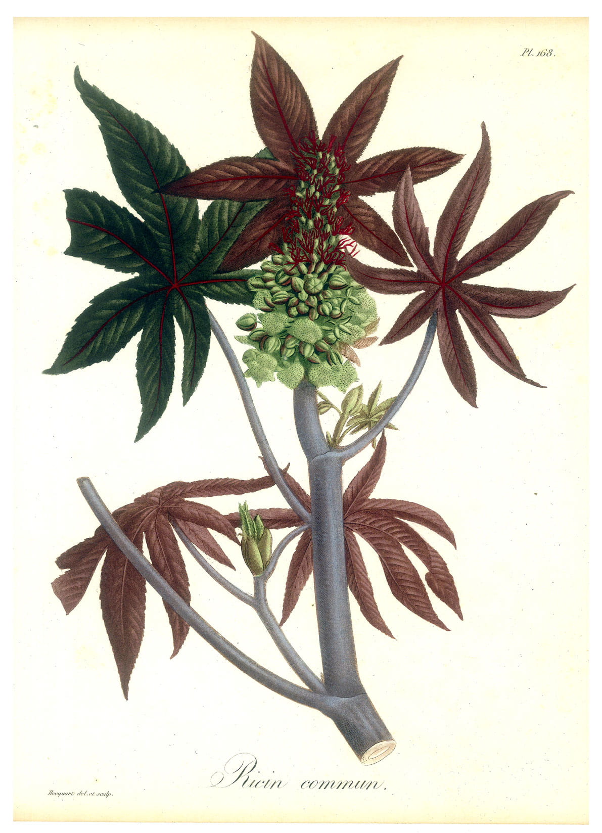 Gravure Ricin Commun. Planche 168 issue de la Phytographie médicale …