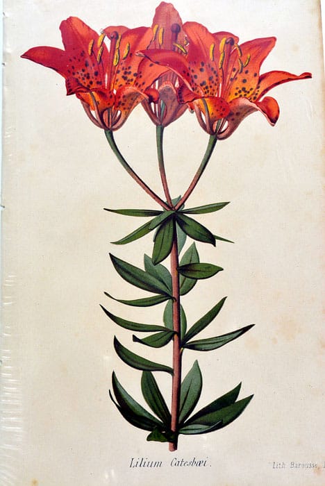 Lilium Catesbaei. Lithographie de Barousse Jean, François dit Paul provenant …