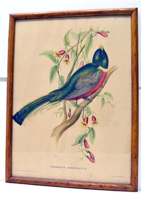 TROGON AMBIGUUS.