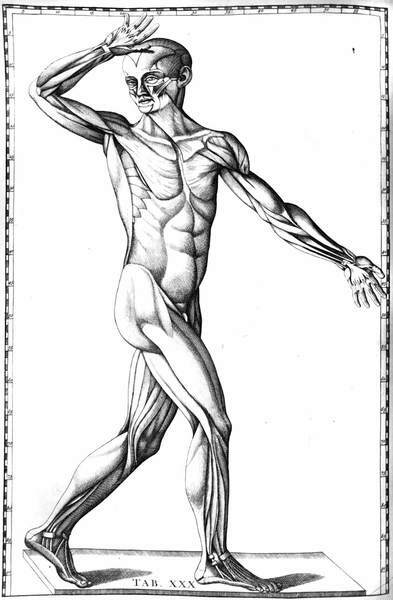 TABULAE ANATOMICAE. - Quas è tenebris tandem vindicatas et Clementis …