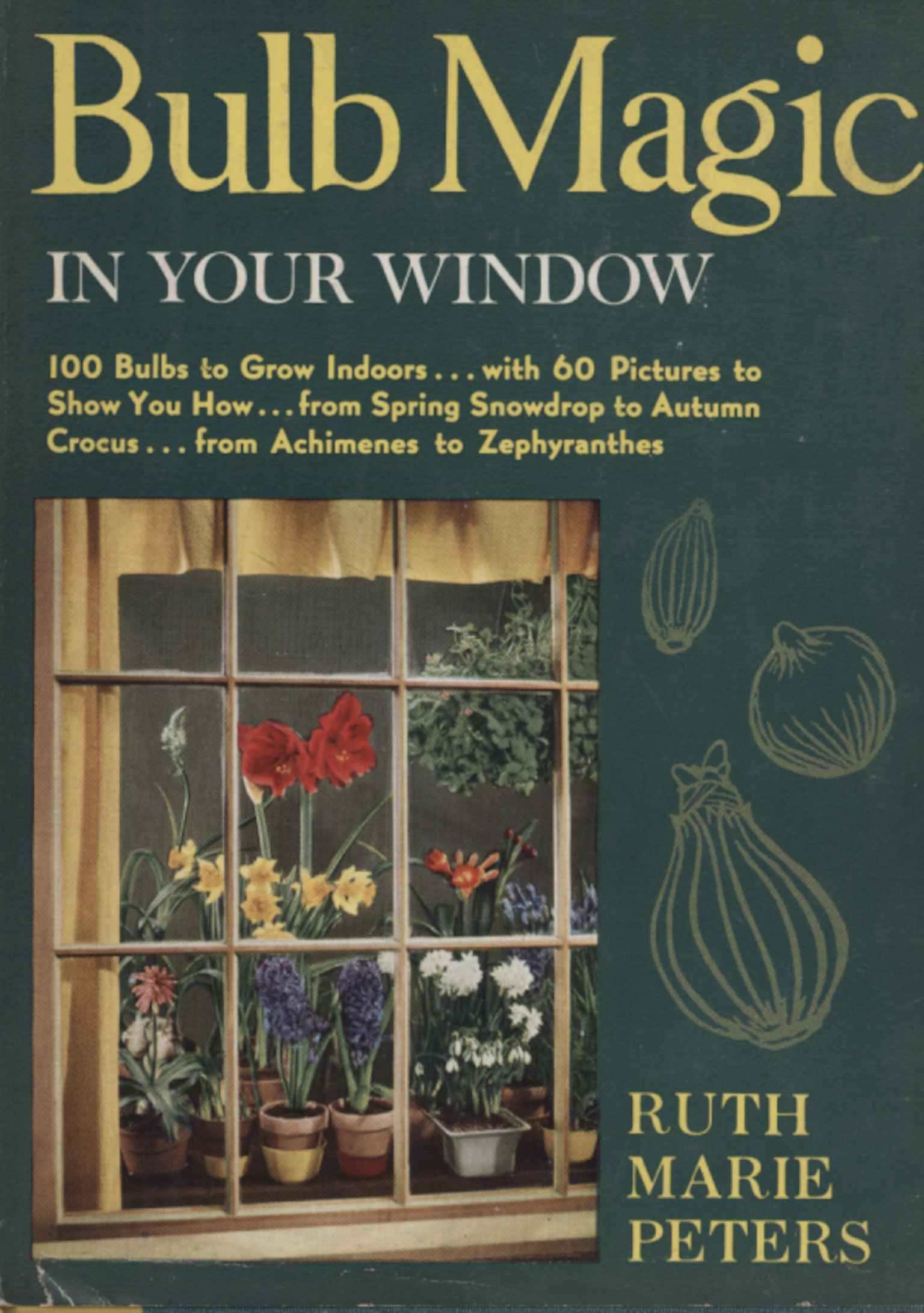 Bulb Magic in Your Window
