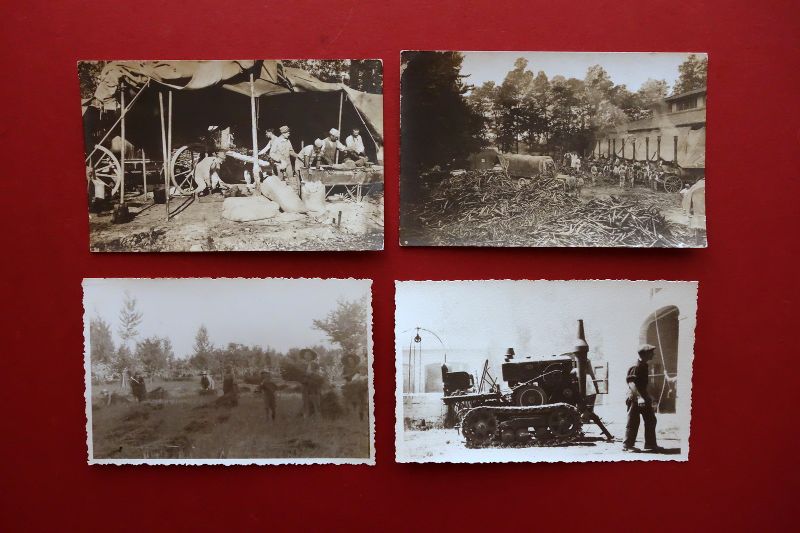 4 Fotocartoline d'Epoca Primo '900 Lavori Agricoli Barbabietole Riso Trattori