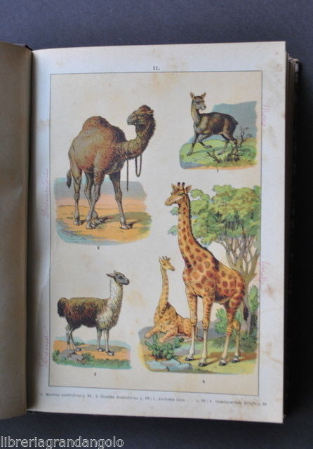 Atlante Popoli Animali Piante Fiori Pietre Tavole Litografie Cromolito 1800