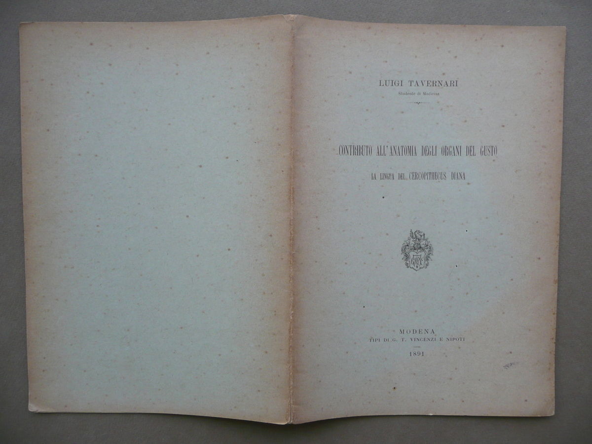 Contributo all'Anatomia Organi Gusto Lingua Cercopithecus Diana Tavernari 1891