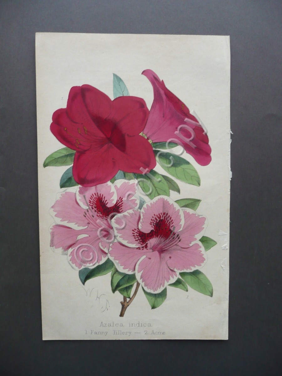 Cromolitografia Fiori Azalea Indica Tillery Acme Macfarlane Del. Primo Novecento