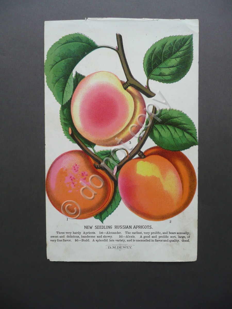 Cromolitografia Frutta New Seedling Russian Apricot Albicocca D.M. Dewey '900
