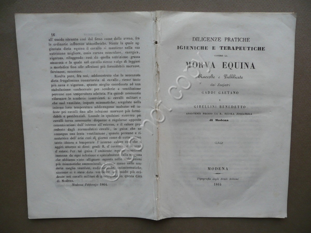 Diligenze Igieniche Terapeutiche Contro Morva Equina Gaddi Gibellini Modena 1864