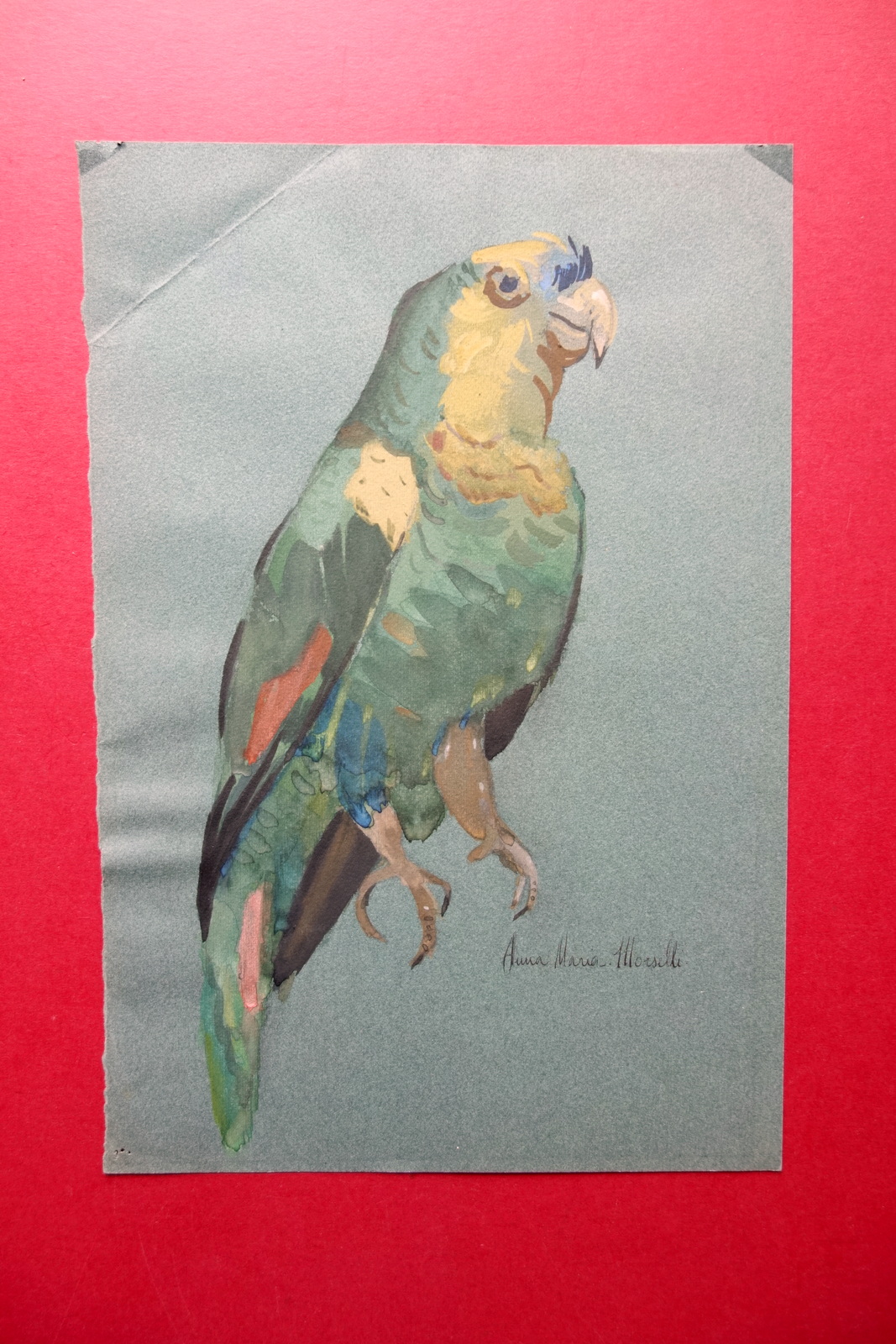 Disegno Originale Pappagallo Tecnica Mista Tempera Acquerello A. M. Morselli