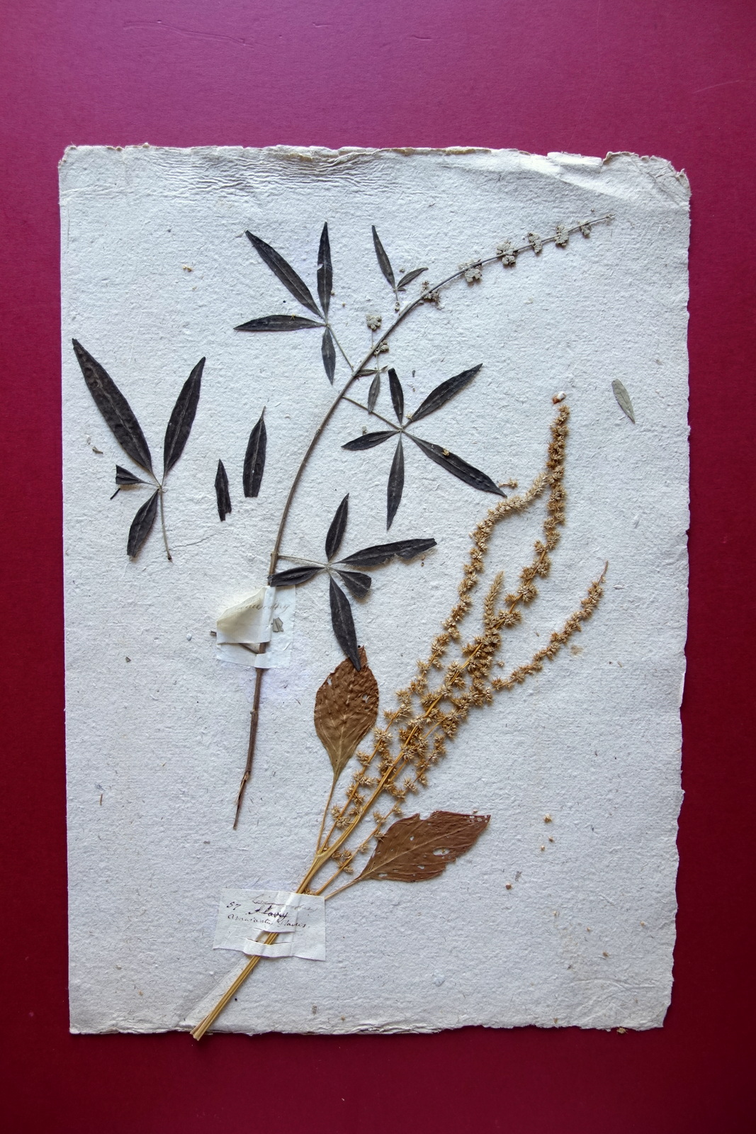 Erbario Antico Pagina Piante Amarantus Flavius Agnocasto Met‡ '800