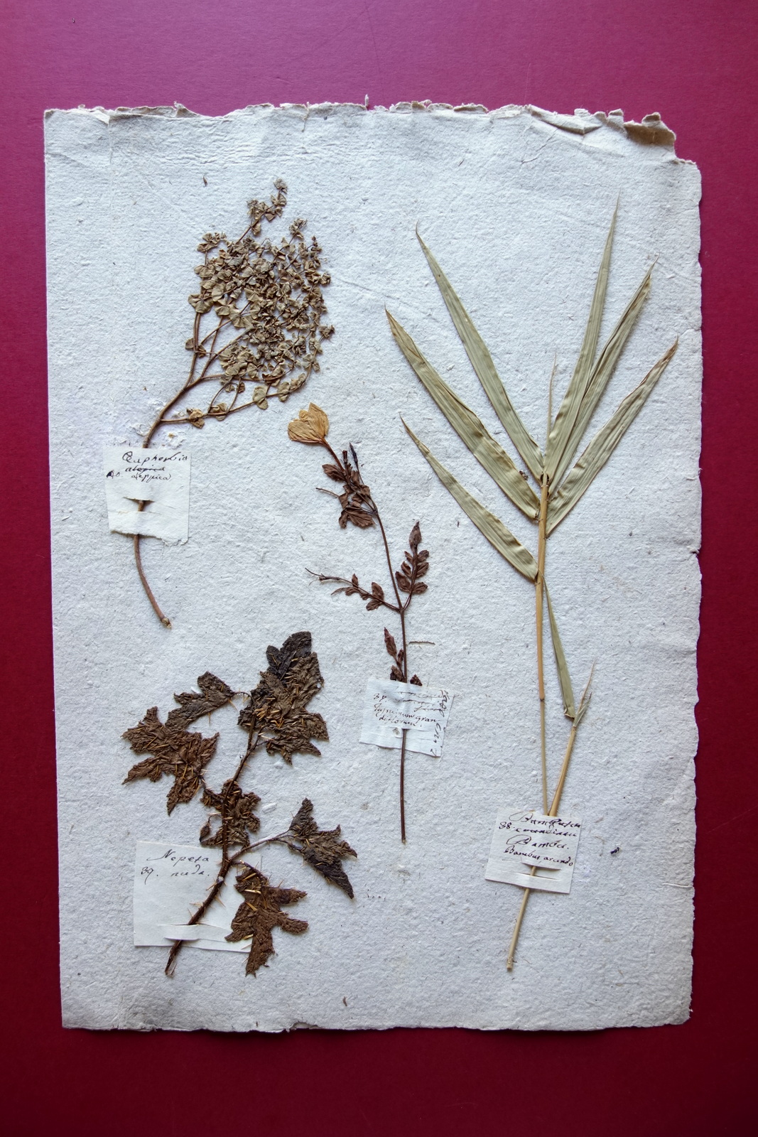 Erbario Antico Pagina Piante Bambu Nepeta Nuda Euphorbia Aleppida Met‡ …