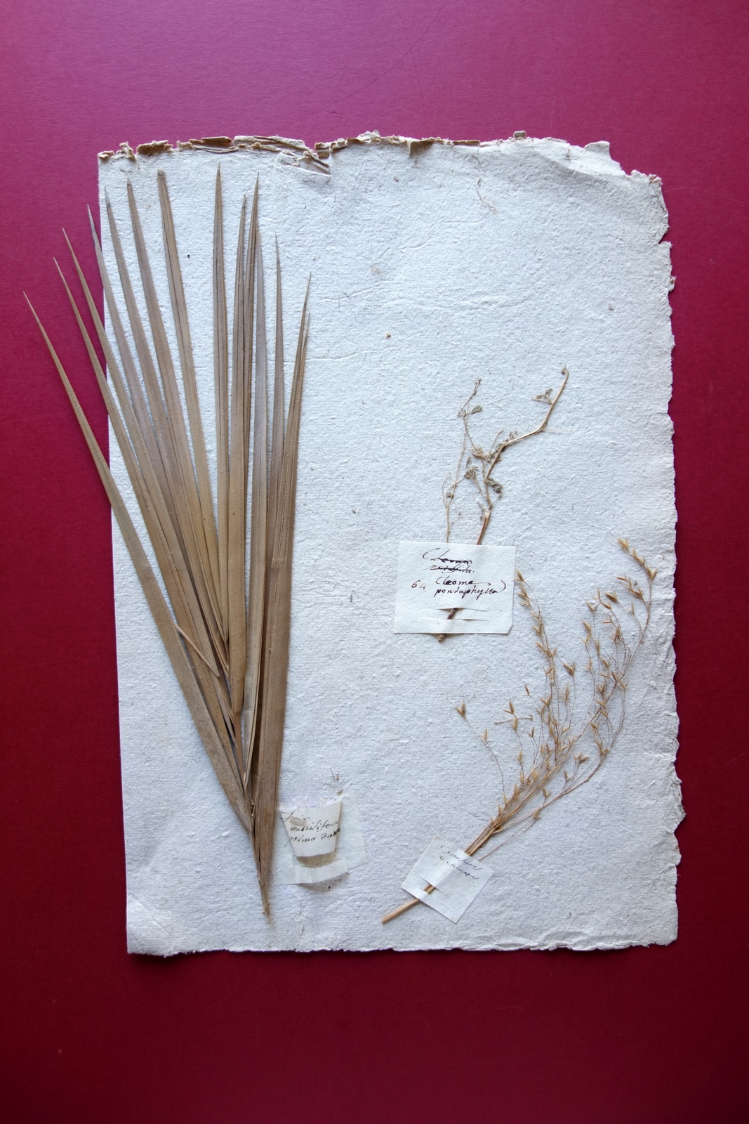 Erbario Antico Pagina Piante Palma da Datteri Cleone Pentaphylla Met‡ …