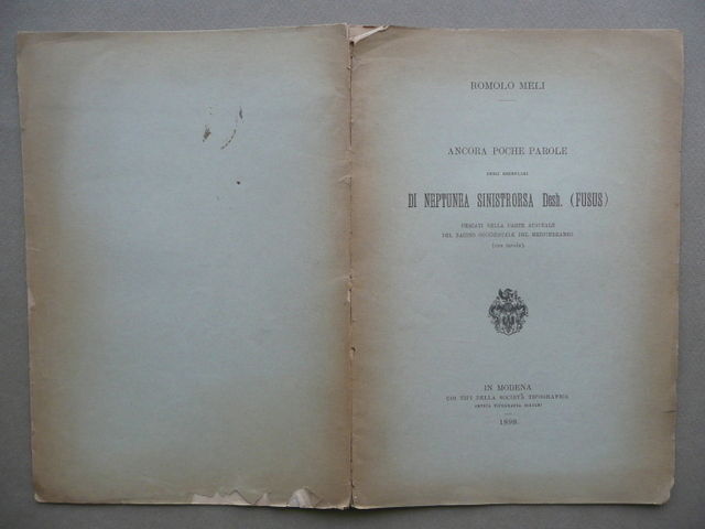 Esemplari Di Neptunea Sinistrorsa Mediterraneo Occidentale Meli Geologia 1898