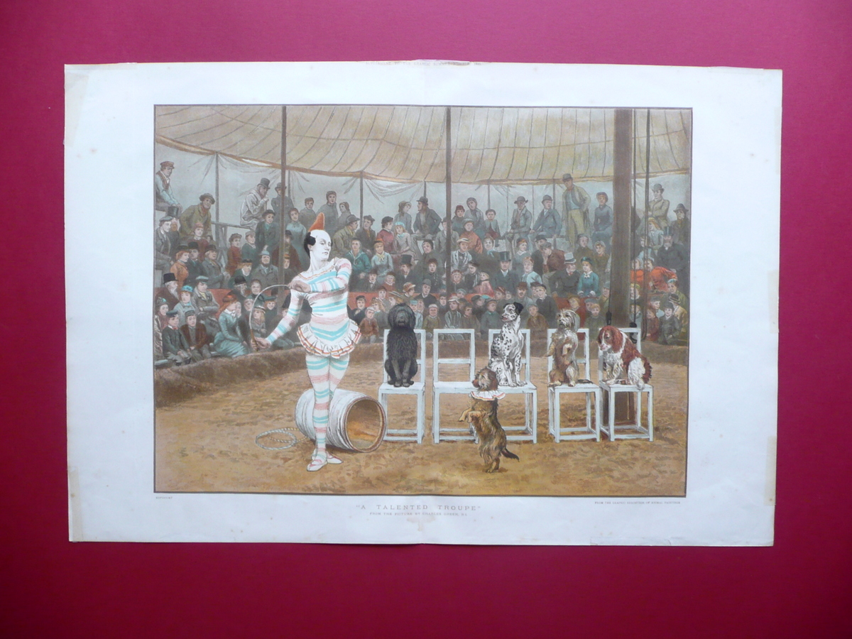 Grande Cromolitografia A Talented Troupe Circo Spettacolo Cani Animali 1886