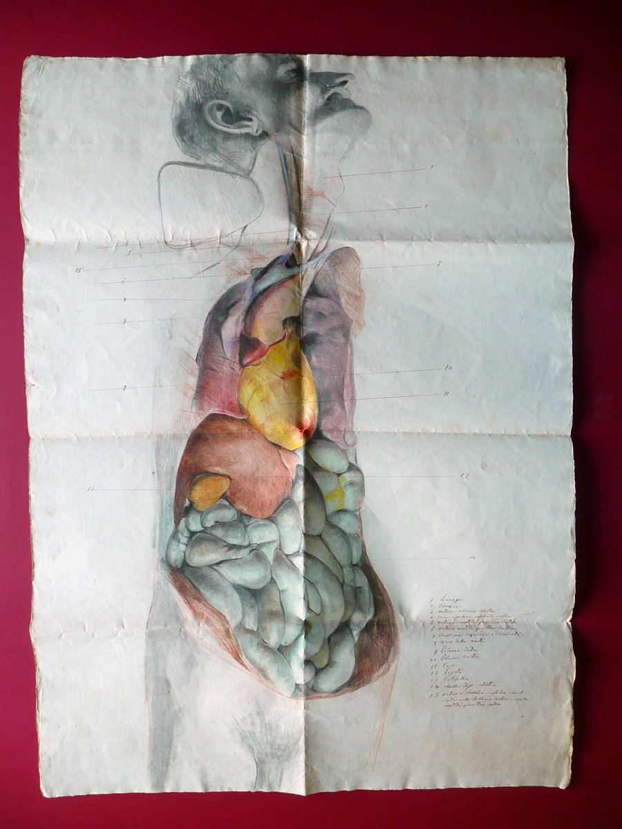 Grande Disegno Anatomico Acquarellato Met‡ '800 Anatomia Medicina