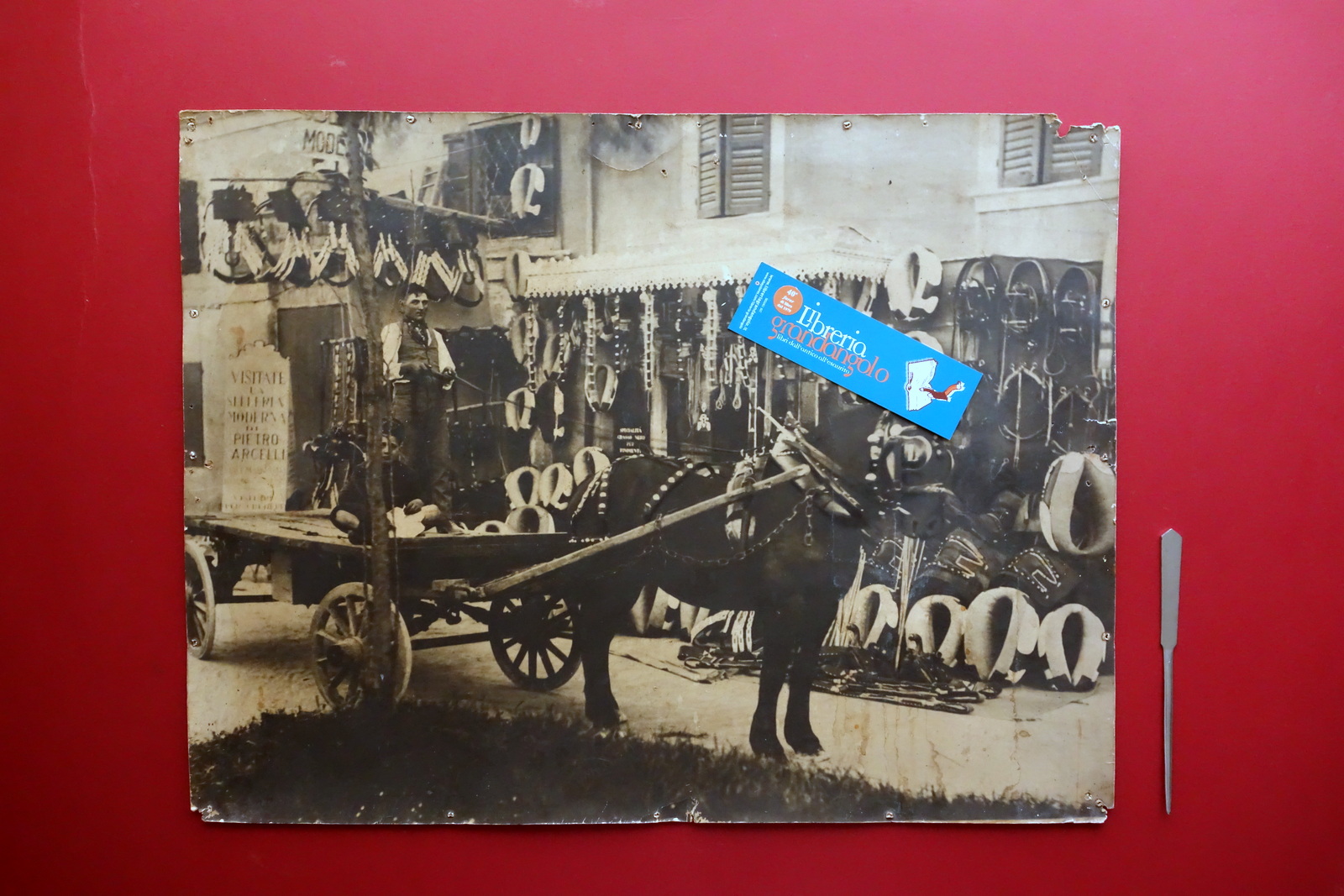 Grande Fotografia d'Epoca Pietro Arcelli Modena Selleria Cavalli Mascalcia '900