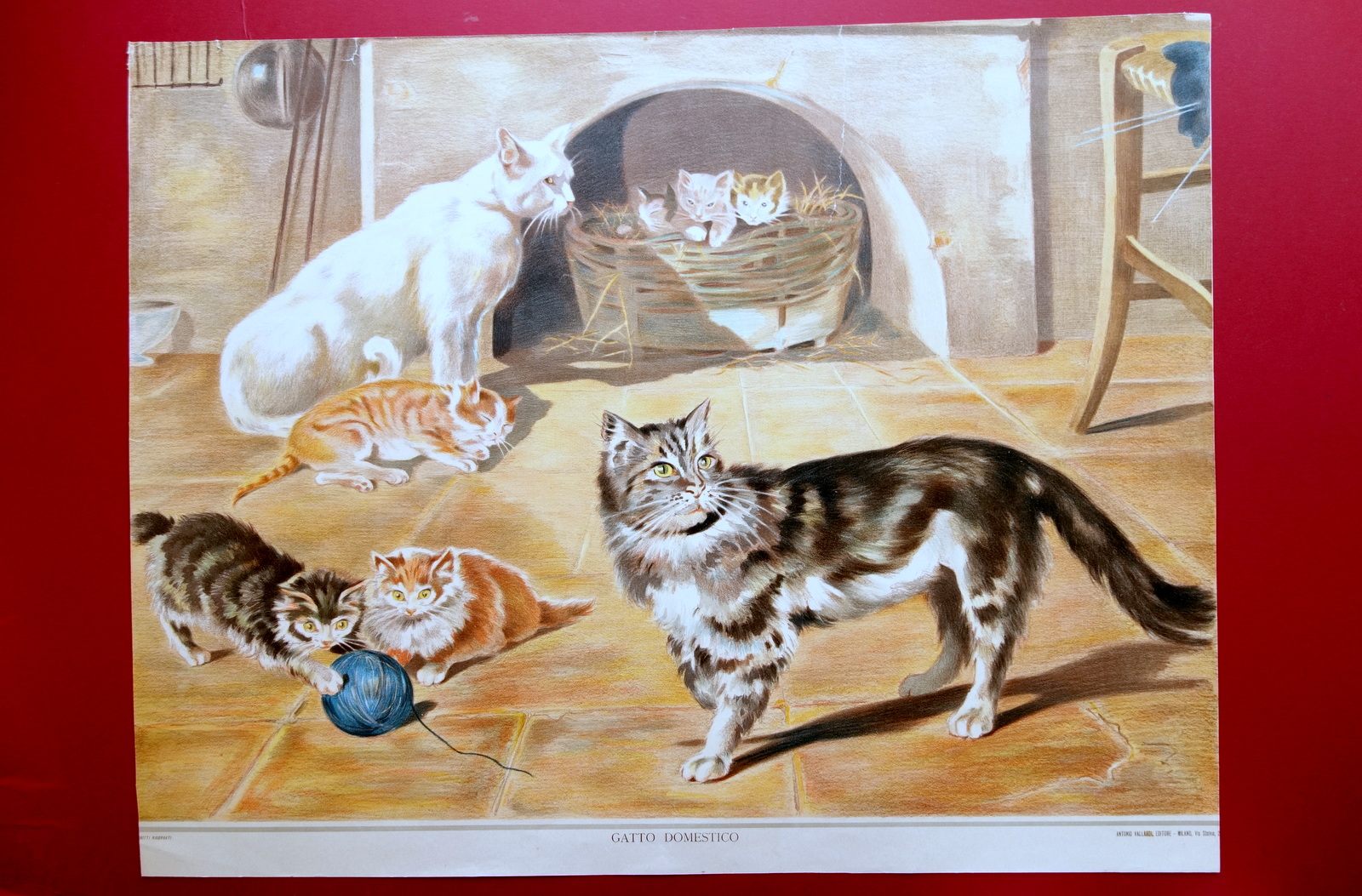 Grande Tavola Cromolitografia Gatto Domestico Animali Vallardi Primo '900