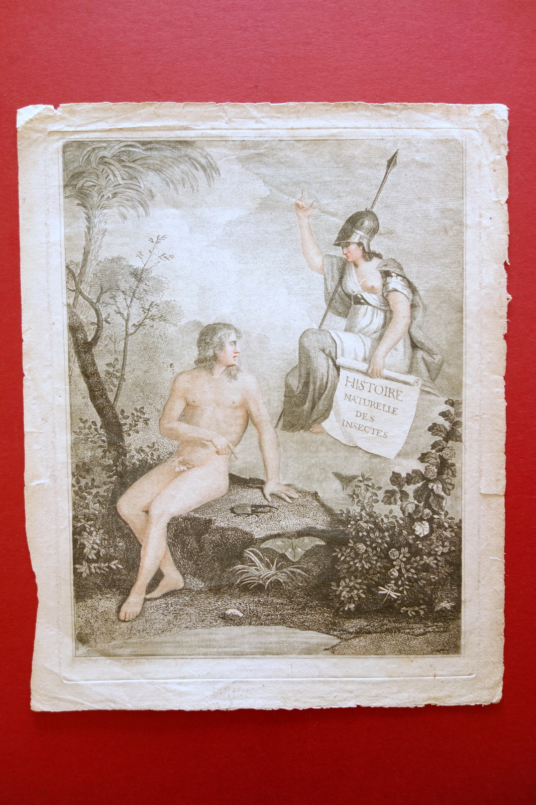 Incisione Frontespizio(?) Histoire Naturelle des Insectes Audebert XVIII∞ Secolo