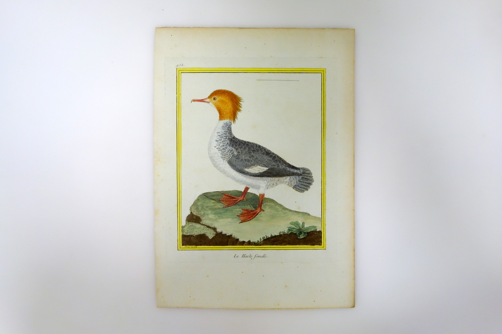 Incisione Martinet Buffon Histoire Naturelle Oiseaux Le Harle Femelle '700