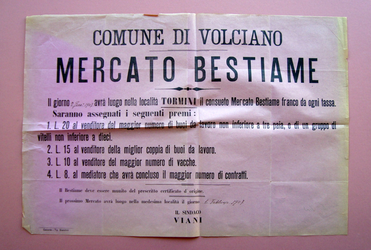 Manifesto Comune di Volciano Mercaro bestiame Tormini 1907