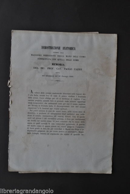 Medicina Anatomia Scheletro Arti Mano Uomo Scimmia Gaddi Modena 1866
