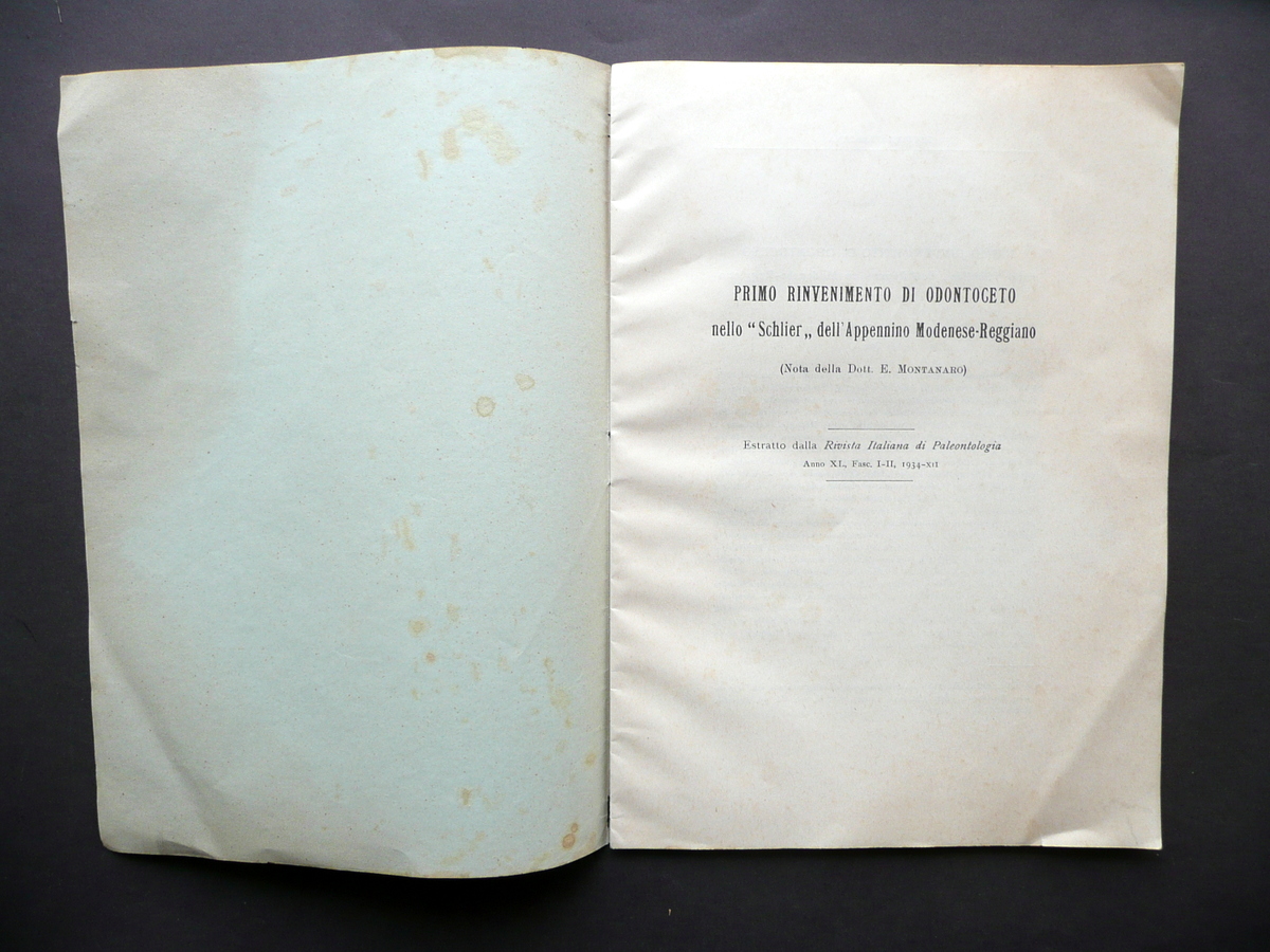 Primo Rinvenimento di Odontoceto nello Schlier Appennino Modenese Montanaro 1934