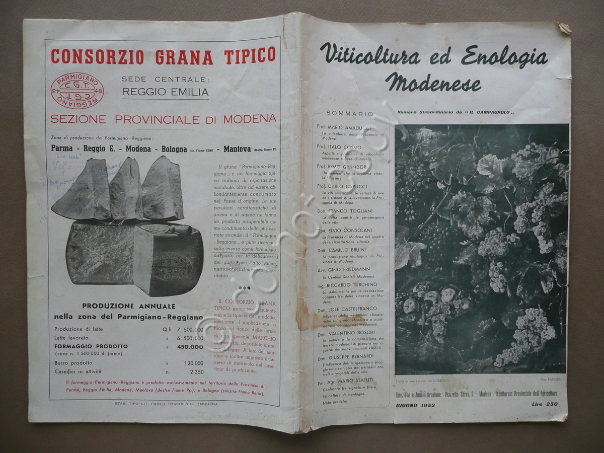 Viticoltura ed Enologia Modenese Numero Straordinario Il Campagnolo Giugno 1952