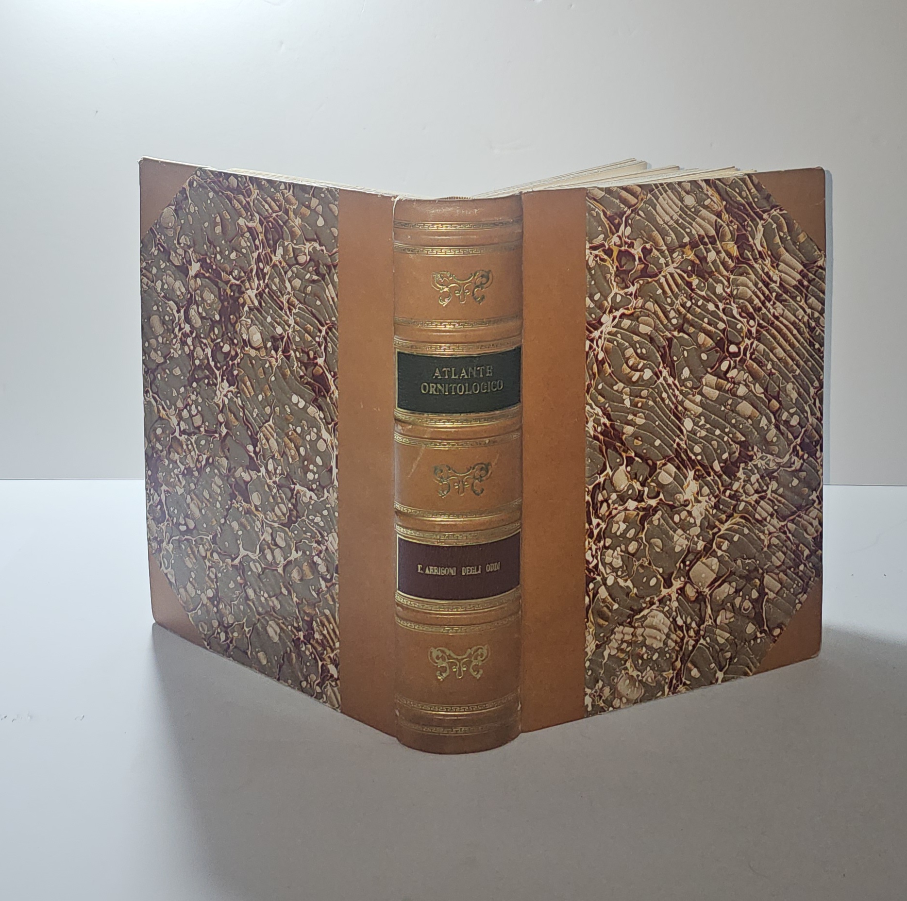 Atlante Ornitologico Uccelli Europei Arrigoni Degli Oddi Hoepli 1902