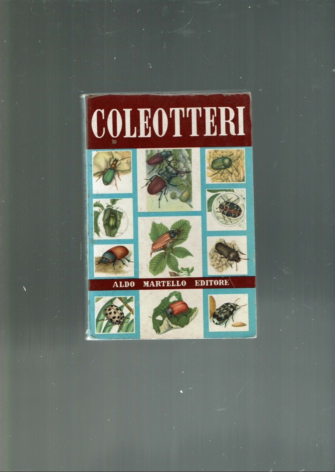 COLEOTTERI