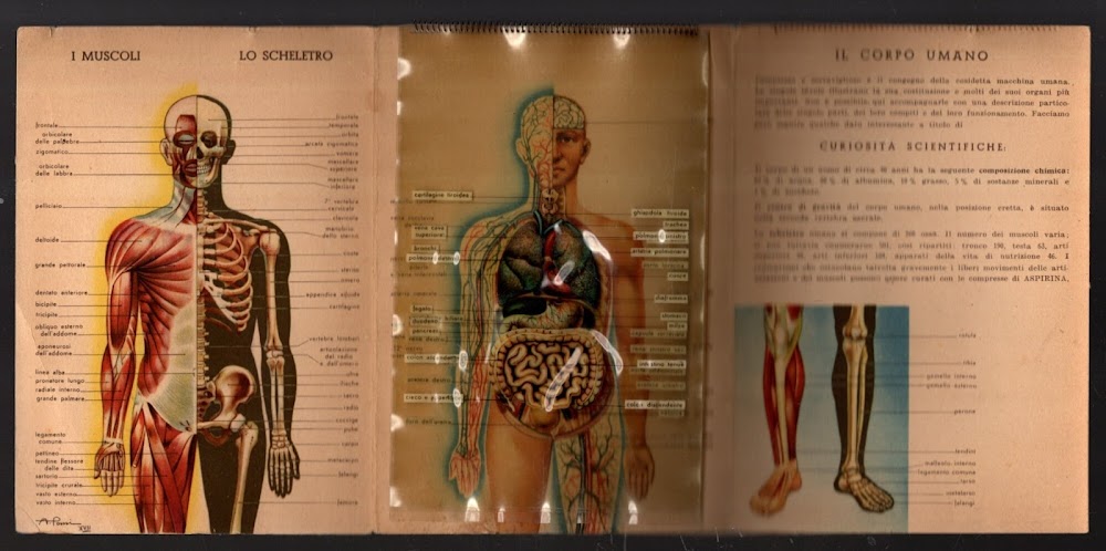 IL CORPO UMANO OMAGGIO DELLA CO-FA