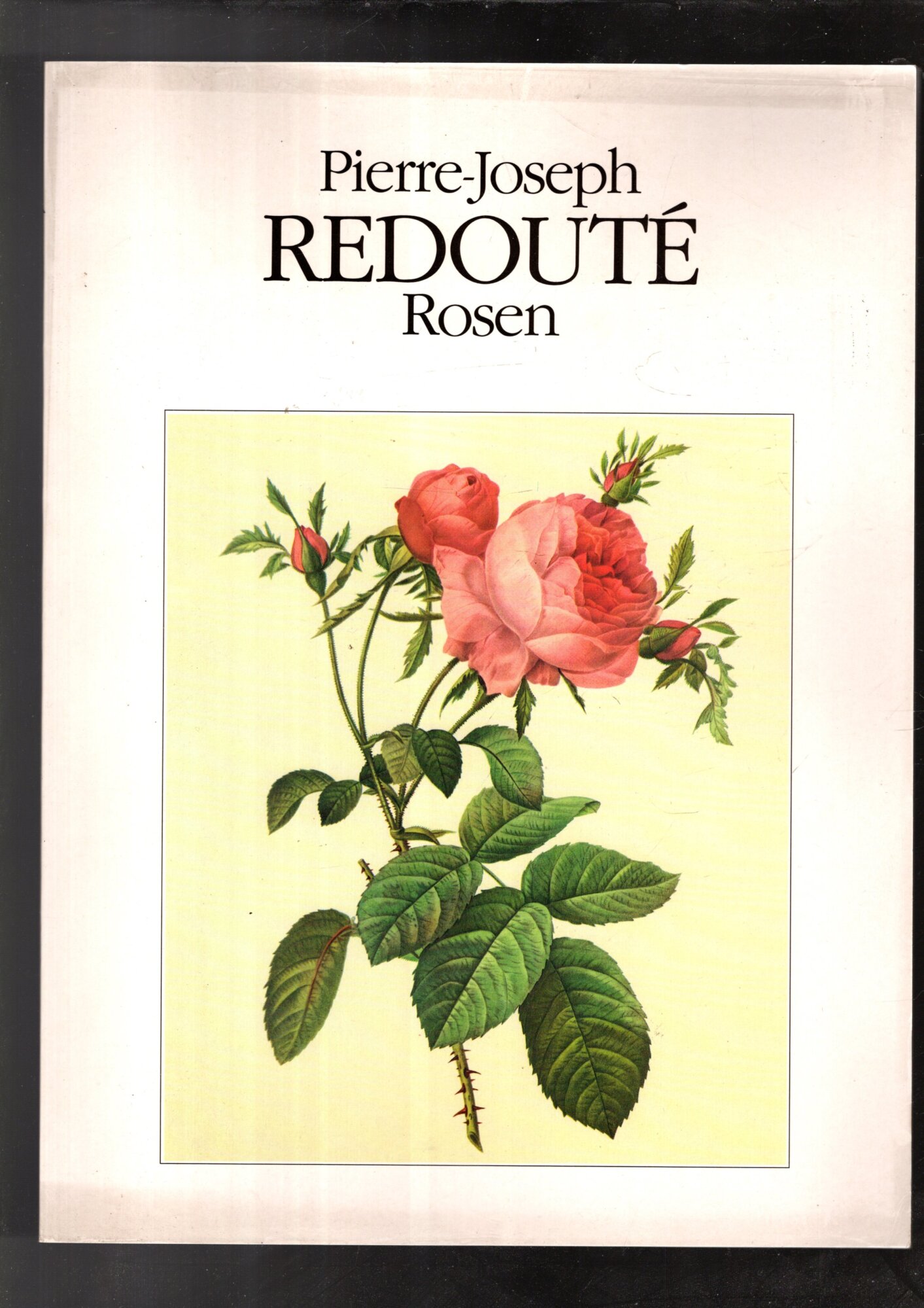 PIERRE JOSEPH REDOUTE - ROSEN