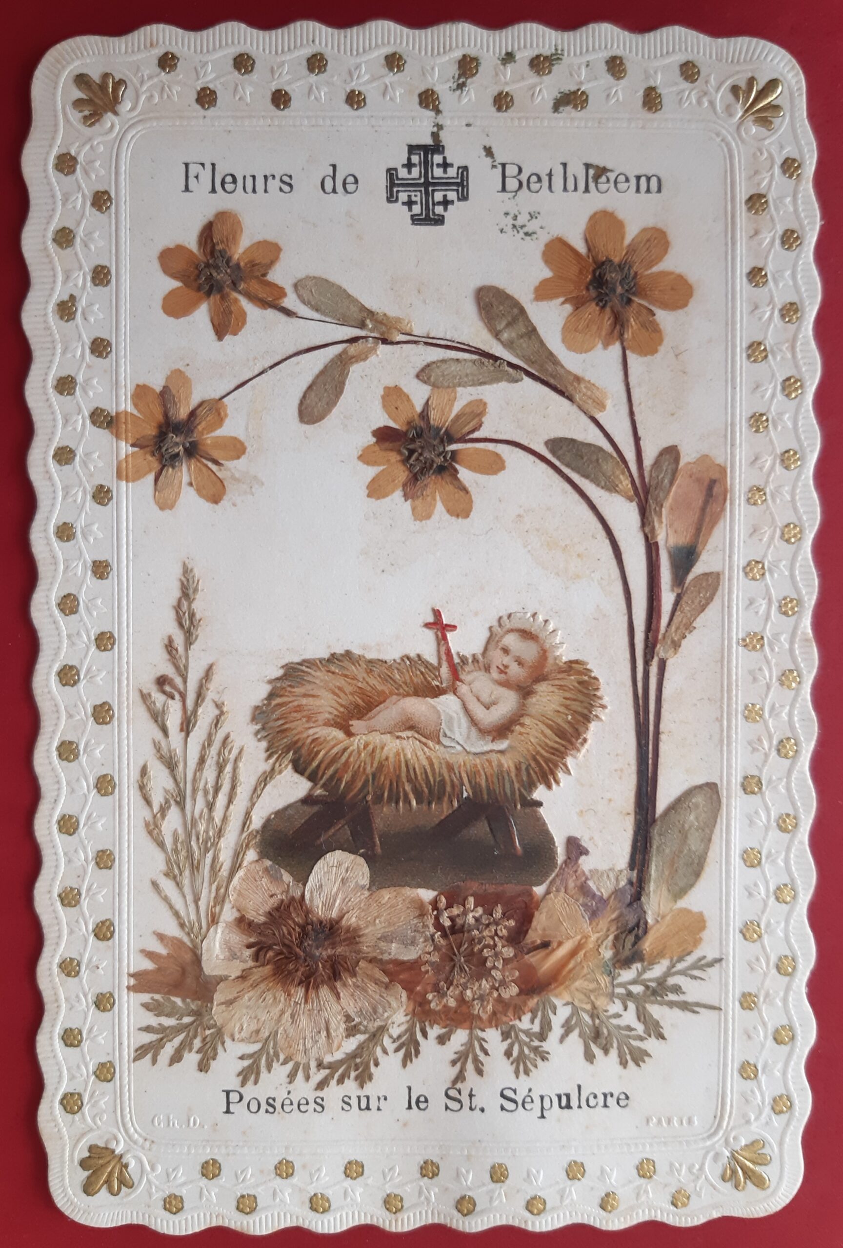 Santino Fleurs de Bethleem Fiori di Betlemme posato sul Santo …