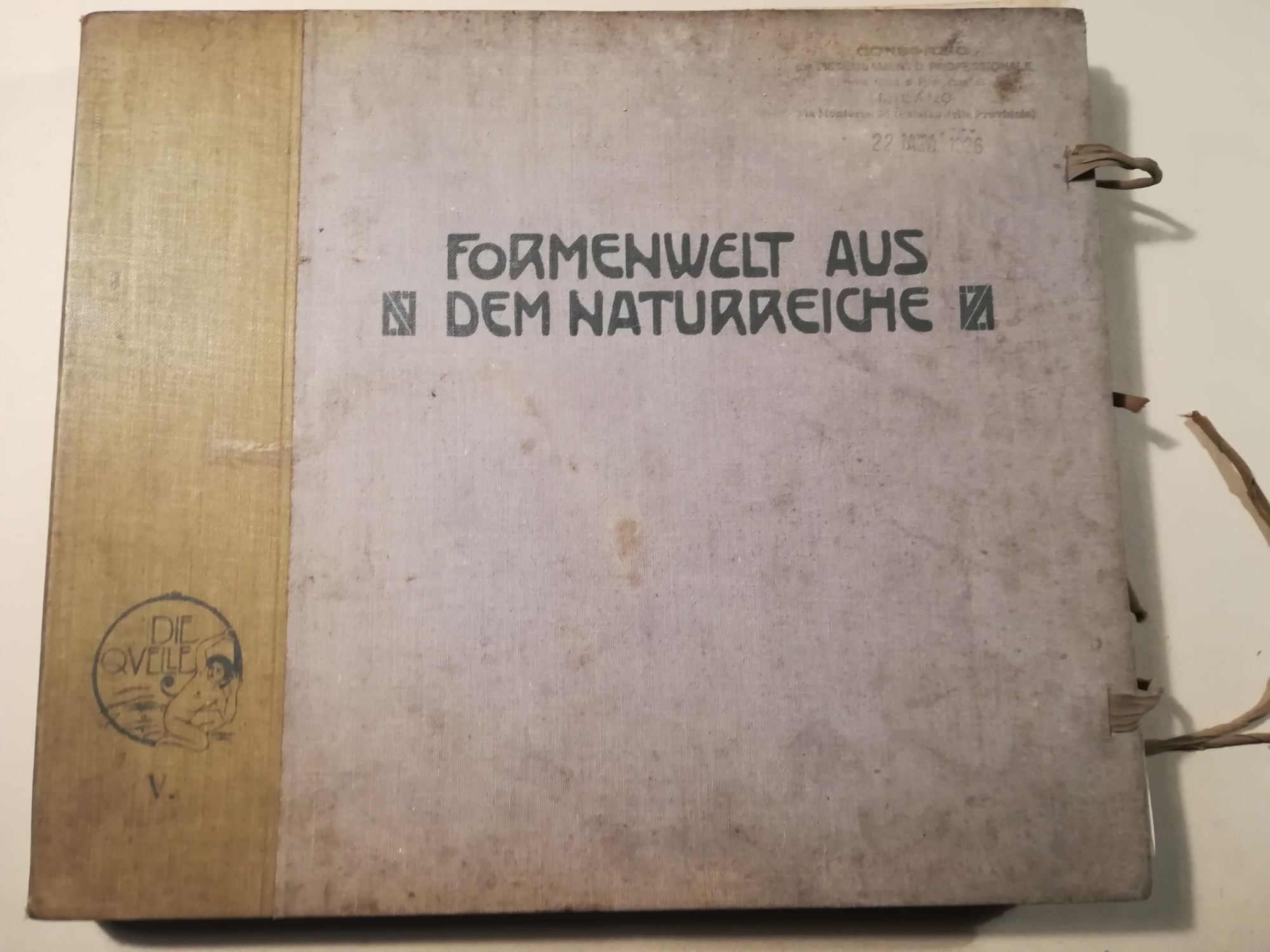 Formenwelt aus dem Naturreiche