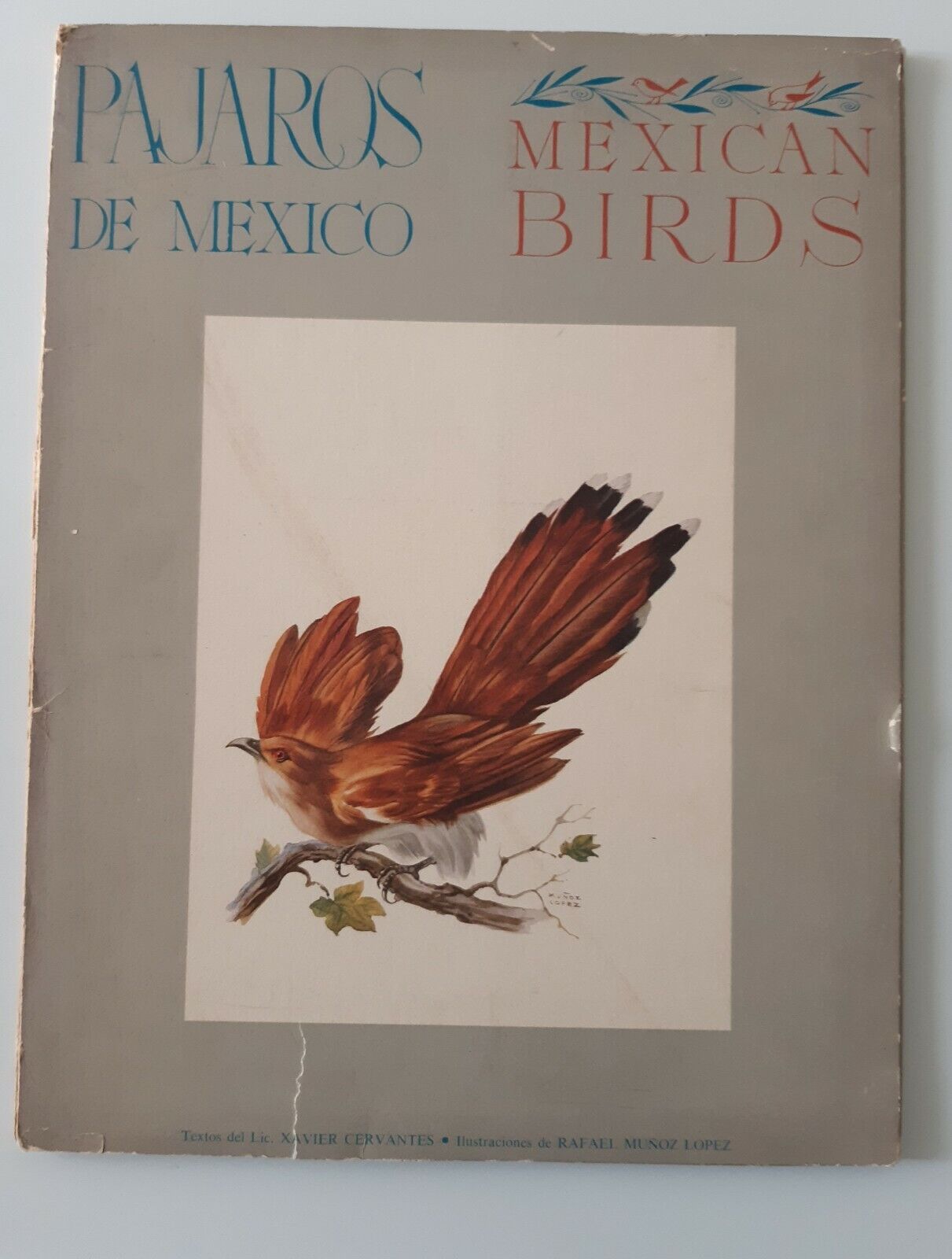 R. MUNOZ LOPEZ PAJAROS DE MEXICO MEXICAN BIRDS ED. MISRACHI …