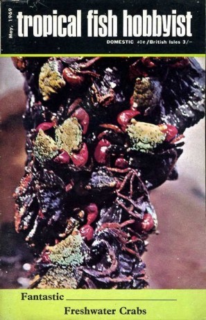 Tropical Fish Hobbyist - May 1969