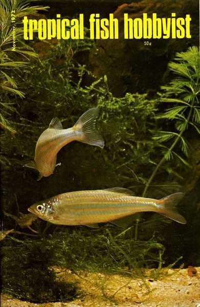 Tropical Fish Hobbyist - November 1972