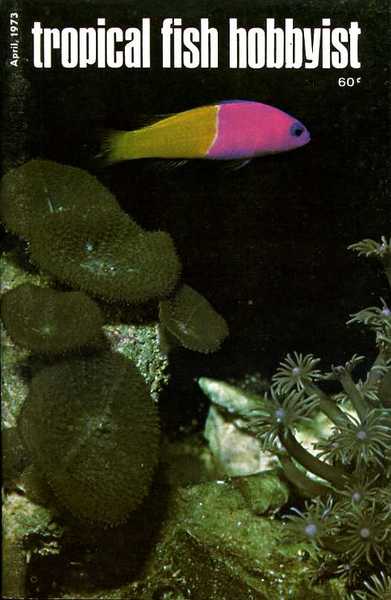 Tropical Fish Hobbyist - April 1973