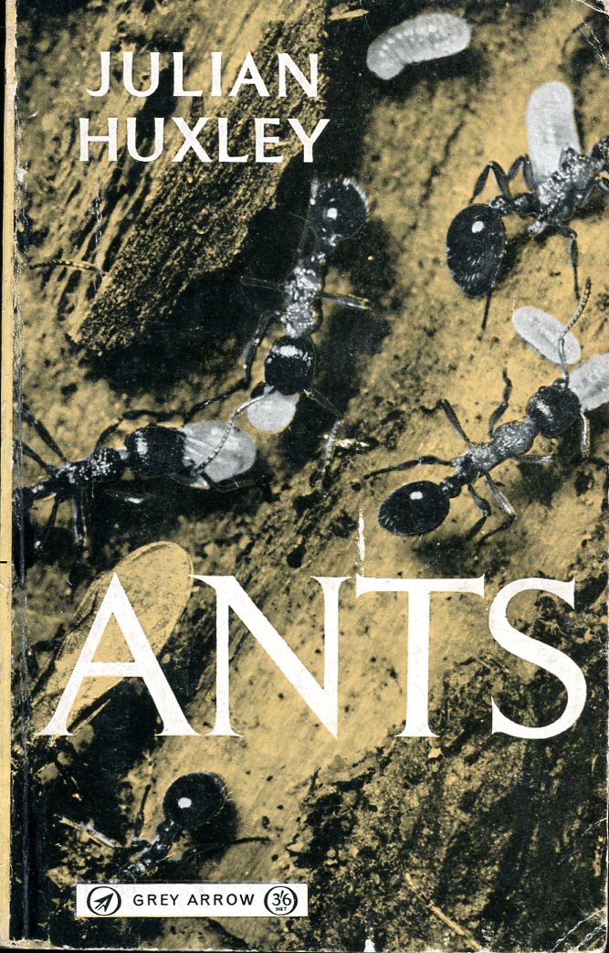 Ants