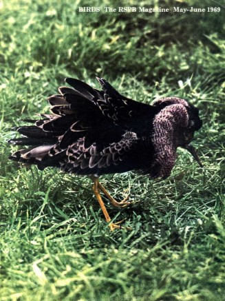 Birds : RSPB Magazine May - Jun 1969 : Volume …