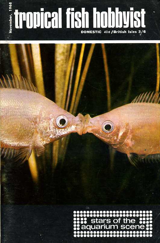 Tropical Fish Hobbyist - November 1968