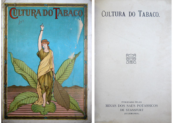 A Cultura do Tabaco.