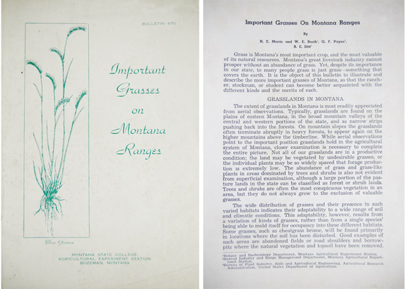 Important Grasses on Montana Ranges.