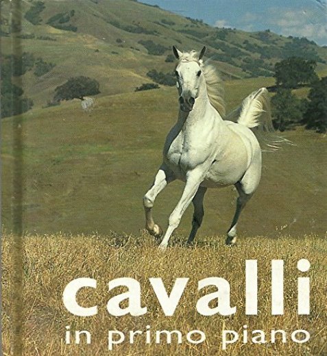 Cavalli in primo piano