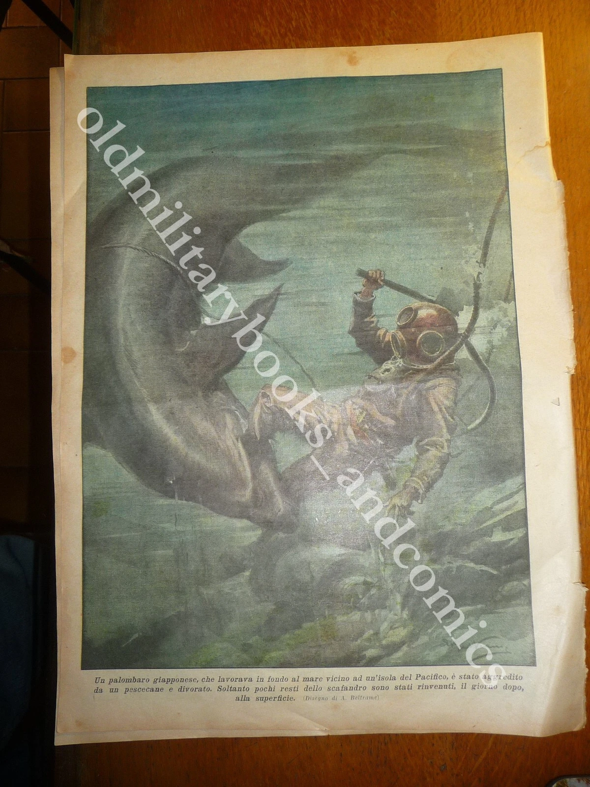 DIVER PLONGEUR TAUCHER BUZO PALOMBARO AGGREDITO SQUALO PACIFICO LUPI VS …
