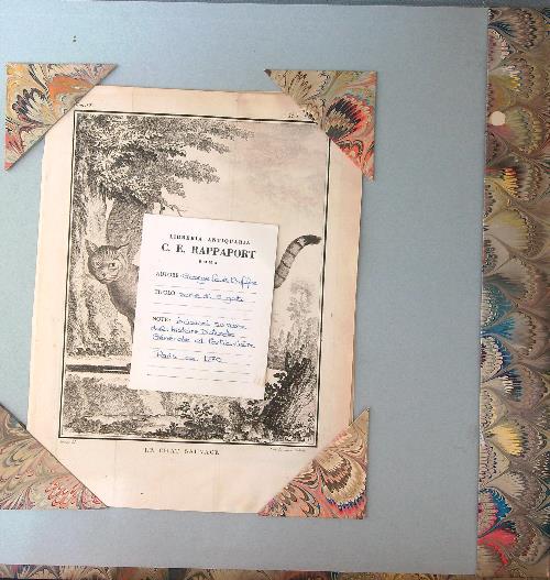 5 incisioni George Louis Buffon